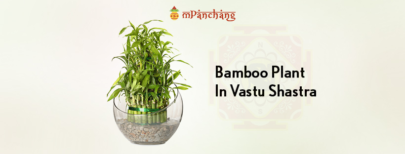 Bamboo Plant in Vastu: Know It's Significance And Benefits