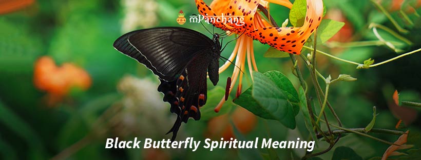 Black Butterfly Spiritual Meaning