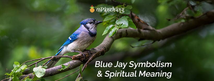 Blue Jay Symbolism & Spiritual Meaning