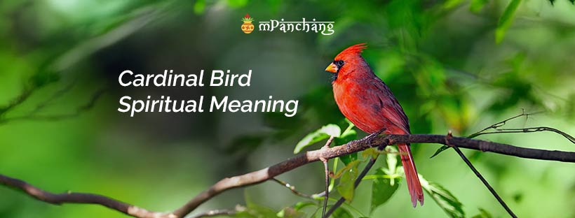 Cardinal Bird Spiritual Meaning and Symbolism