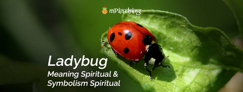 ladybug meaning spiritual