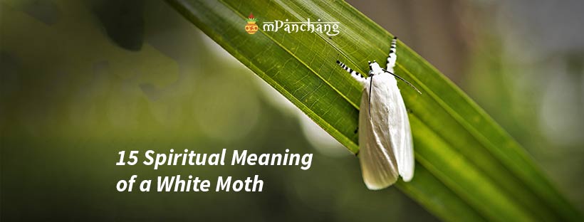 15 Spiritual Meaning of a White Moth