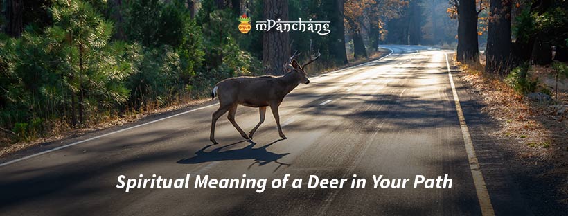 Spiritual Meaning of a Deer in Your Path
