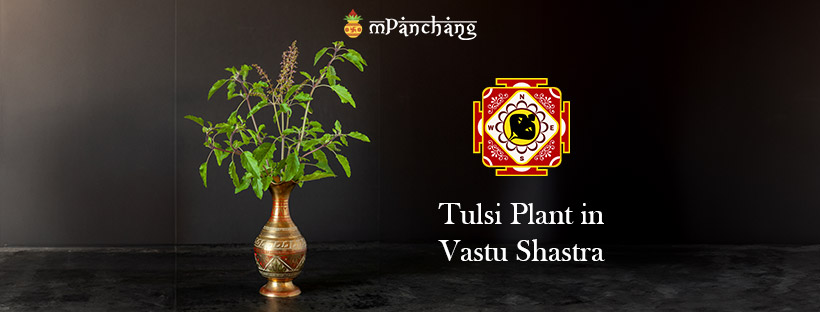 Tulsi Plant Vastu : Importance, Benefits And Direction in Vastu Shastra